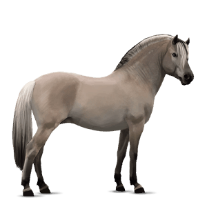 pony belgian riding pony dapple gray