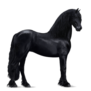 riding horse vanner black
