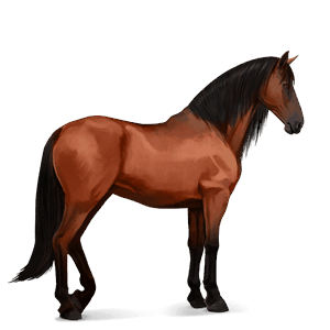 riding horse holsteiner cherry bay