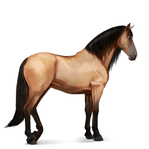 riding horse peruvian paso dun