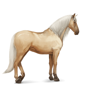 riding horse akhal-teke bay