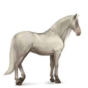 riding horse trakehner bay