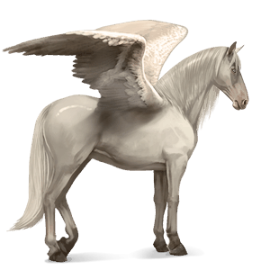 riding pegasus kwpn dun