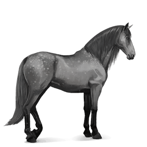 riding horse lipizzan dapple gray