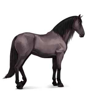 riding horse arabian horse fleabitten gray
