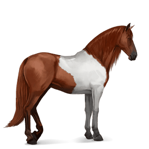 riding horse argentinean criollo chestnut tobiano