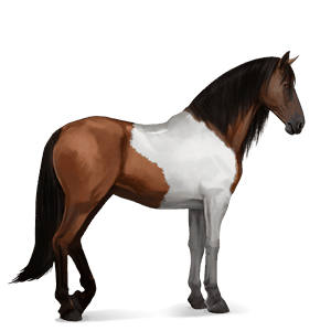 riding horse appaloosa chestnut leopard 