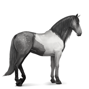 riding horse mangalarga marchador dapple gray