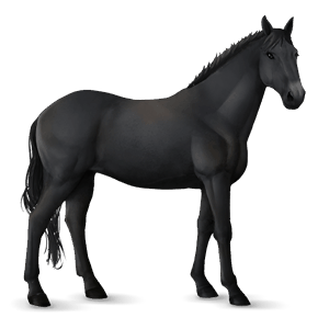 riding horse thoroughbred black
