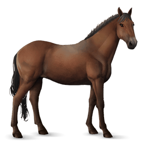 riding horse thoroughbred bay