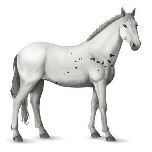 riding horse thoroughbred light gray