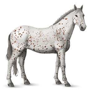 riding horse paint horse dark bay tobiano
