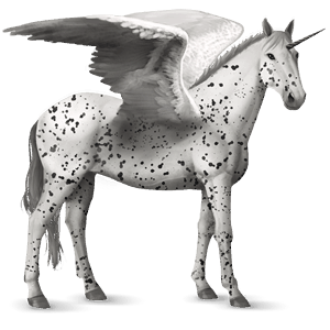 winged riding unicorn knabstrupper black leopard 