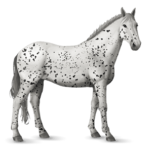 riding horse appaloosa black leopard 