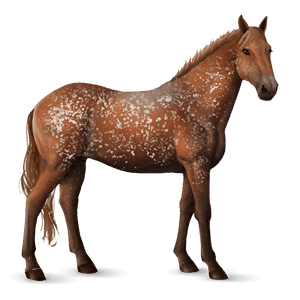riding horse thoroughbred liver chestnut