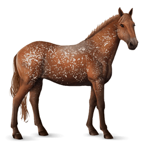 riding horse chestnut snowflake 