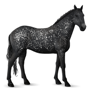 riding horse black