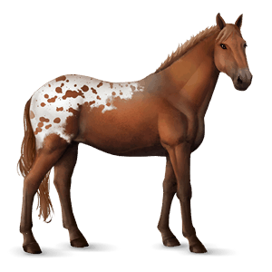 riding horse knabstrupper bay leopard