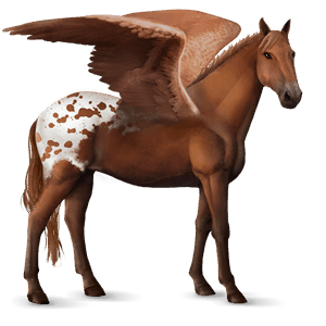 riding pegasus appaloosa chestnut blanket 