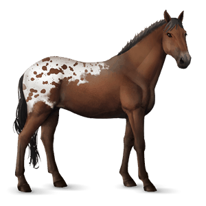 riding horse appaloosa palomino spotted blanket 