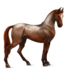 riding horse purebred spanish horse dun