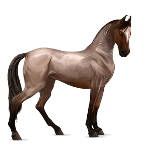 riding horse marwari liver chestnut