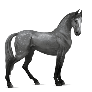 riding horse marwari dapple gray