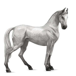 riding horse marwari light gray