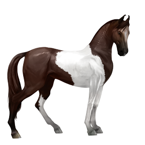 riding horse canadian horse black