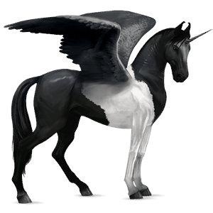 winged riding unicorn black tobiano