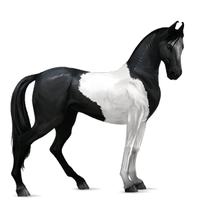 riding horse thoroughbred dark bay