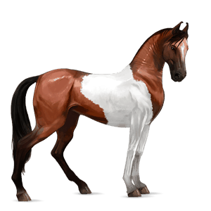 riding horse marwari liver chestnut tobiano