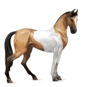 riding horse paint horse dun tobiano