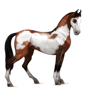 riding horse paint horse dun overo