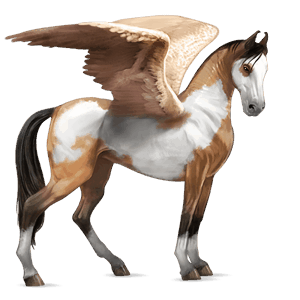 riding pegasus marwari cherry bay