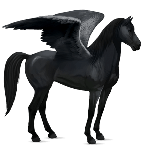 riding pegasus irish hunter black