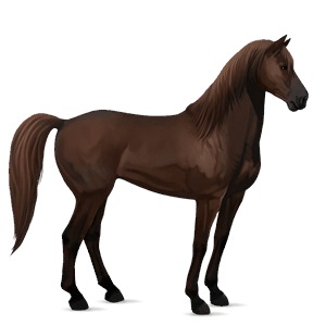 riding horse quarter horse liver chestnut