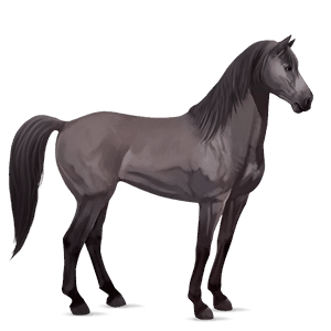 riding horse polish konik mouse gray