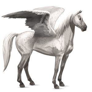 riding pegasus lusitano black