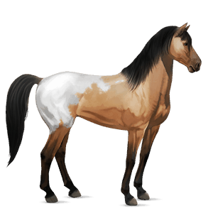 riding horse standardbred black