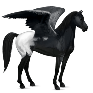 riding pegasus mustang black blanket 