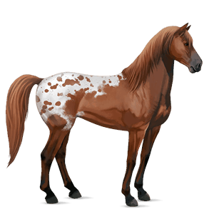 riding horse mustang cherry spotted blanket