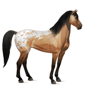 riding horse mustang roan