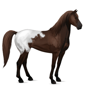 riding horse vanner mouse gray tobiano
