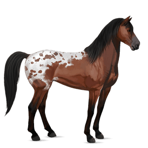 riding horse friesian black