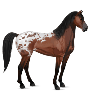 riding horse appaloosa chestnut spotted blanket 