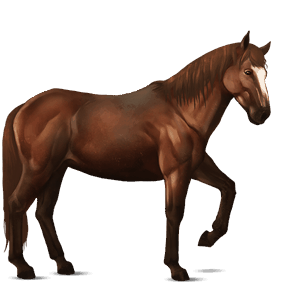 riding horse finnish chestnut
