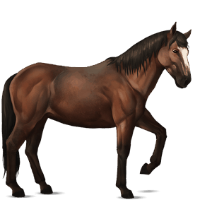 riding horse french trotter black