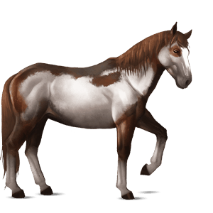 riding horse kwpn dun