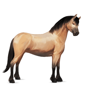 pony australian pony dapple gray